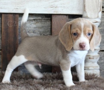 Rozko�n� �t��ata b�gla jsou p�ipravena do nov�ch rodin.