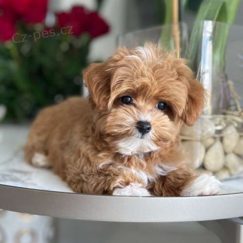Ohromuj�c� Maltipoo k dispozici.