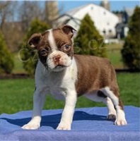 Registrovan� �t��ata Boston teri�ra.