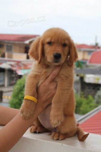 N�dhern� �t��ata zlat�ch retr�vr�.