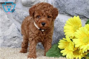 N�dhern� �t���tka pudl�.