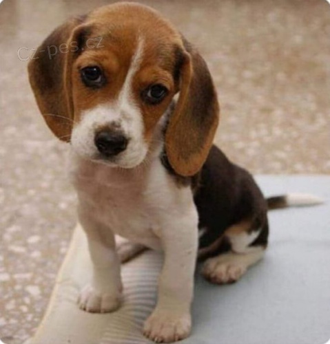 Kr�sn� a rozko�n� �t��ata b�gla k dispozici a p�ipravena k prodeji.