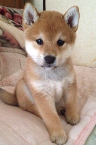 Prod�m roztomil� �t���tka shiba inu