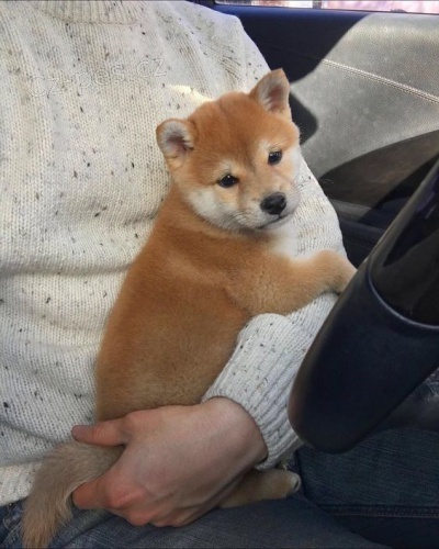 Prod�m roztomil� �t���tka shiba inu
