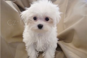 Kr�sn� maltsk� �t���tka.