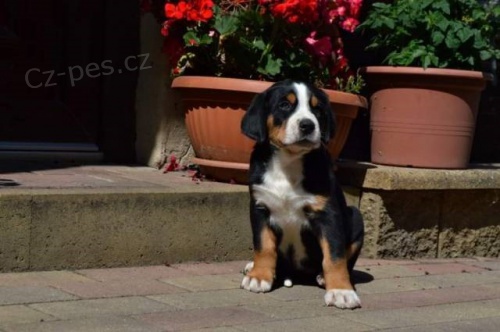 Velk� �v�carsk� sala�nick� pes