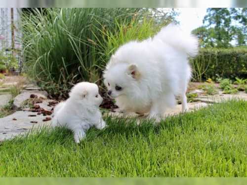 Pomeranian �t��ata fenka