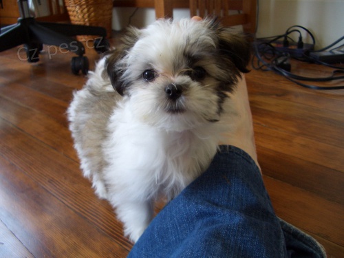 tata Shih Tzu k adopci