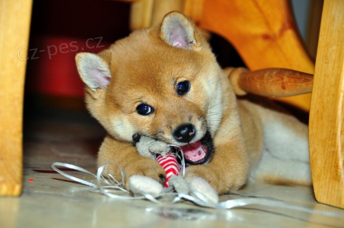 Hrav� �t���tka Shiba Inu.