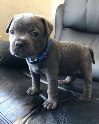 �t��ata staford��rsk�ho bulteri�ra.