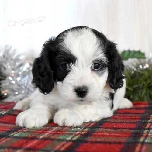 Roztomil� �t���tka kakadu.