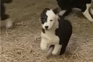 Roztomil� �t��ata border kolie.