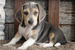 Roztomil� �t���tka b�gl�.