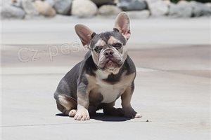 �t��ata francouzsk�ho buldo�ka.