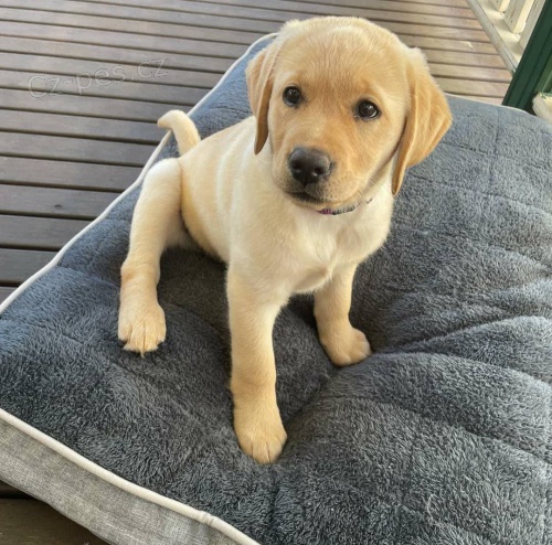 �t��ata zlat�ho retr�vra.