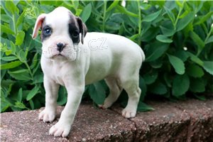 N�dhern� boxersk� �t��ata.