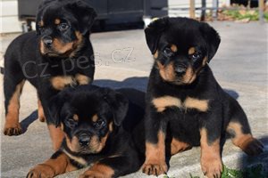 Kr�sn� �t��ata rottweiler�.