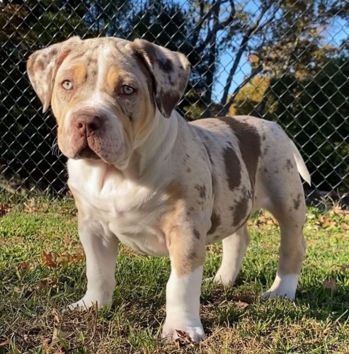 �t��ata americk�ho buldoka.