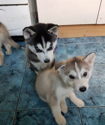 sibi�sk� husky s kr�sn�ma modr�ma o�ima k adopci.