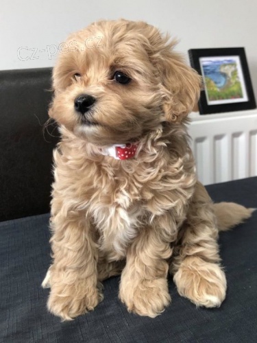 Prodm tata Maltipoo.