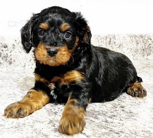 Prod�m o�kovan� �t��ata Cavapoo.