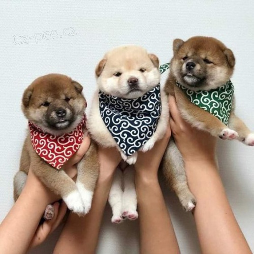 Prod�m roztomil� a o�kovan� �t���tka shiba inu
