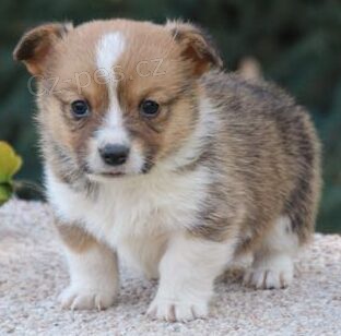 Prodm okovan tata Pembroke Welsh Corgi.