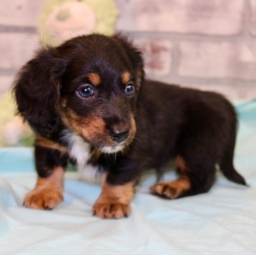 Prod�m �t��ata jezev��k�