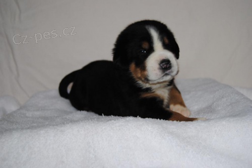 Velk� �v�carsk� sala�nick� pes s PP