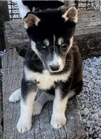 Kr�sn� �t��ata sibi�sk�ho husky.