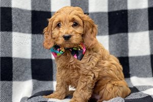 Dob�e vypadaj�c� �t��ata Cockapoo �t��ata.