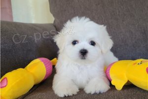 Kr�sn� maltsk� �t���tka.