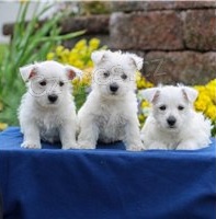 �t��ata West Highland White Terrier.