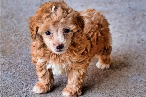 Kr�sn� �t���tka pudl�.