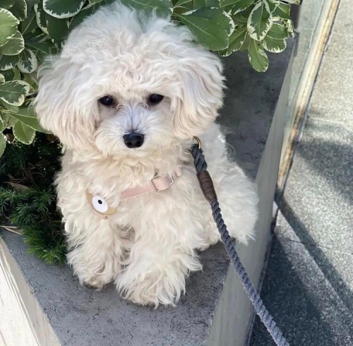 Kr�sn� �t���tka Maltipoo.