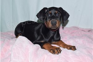 Kr�sn� doberman Pinscher �t��ata.