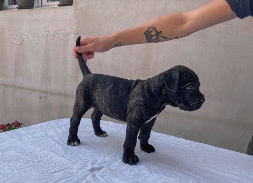 Cane Corso �t�n�
