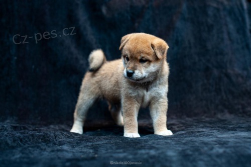 �t��ata Shiba Inu.