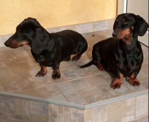 �t��ata jezev��ka.