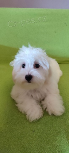 Maltsk� �t��ata.