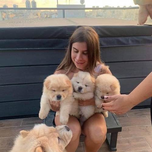 Chow Chow �t��ata.