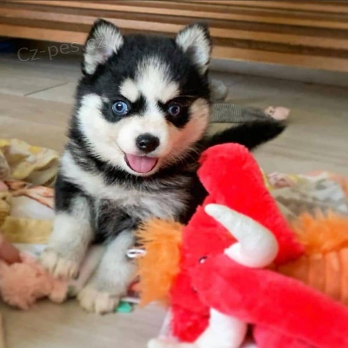 �t��ata sibi�sk�ho husky.