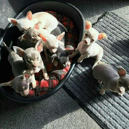 Rozko�n� �t��ata Chihuahua.