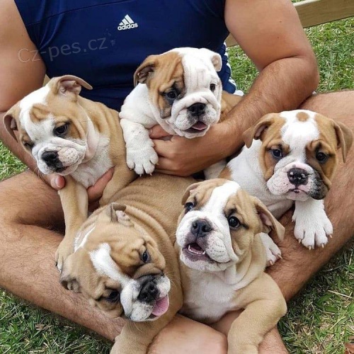 Roztomil� �t��ata anglick�ho buldo�ka.