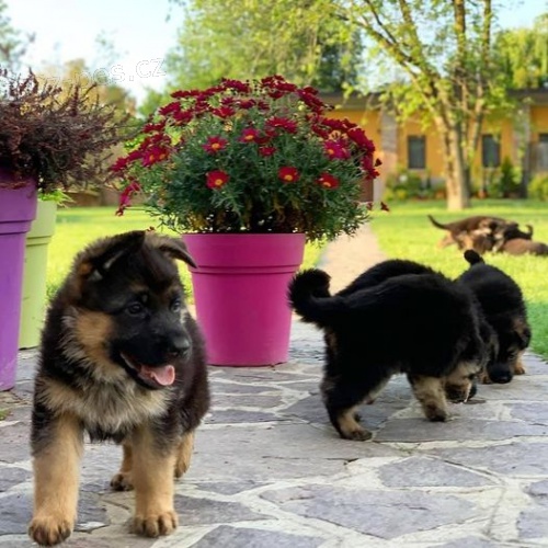 �t��ata n�meck�ho ov��ka.