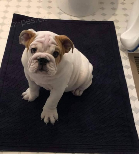 Kr�sn� �t��ata anglick�ho buldo�ka.