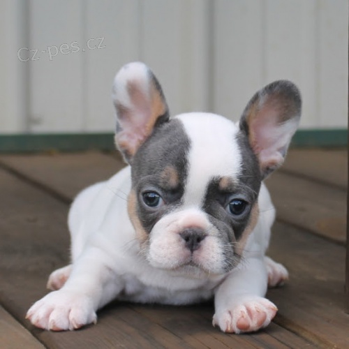 Prod�m o�kovan� �t��ata francouzsk�ho buldo�ka.