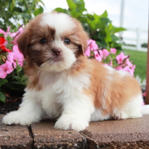 Prod�m �t��ata SHIH TZU