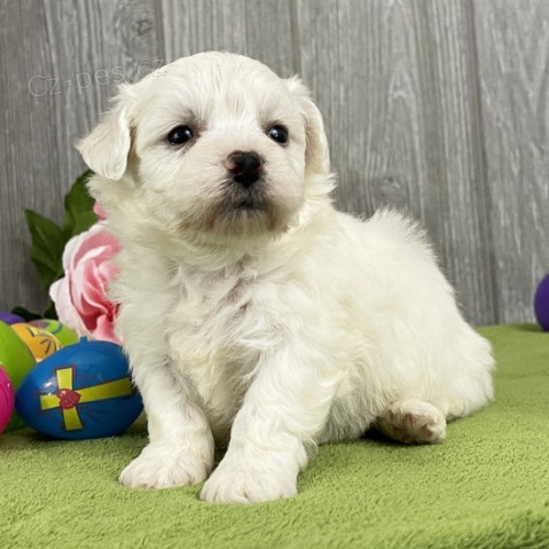 Prod�m o�kovan� a od�erven� �t��ata bi�onka.