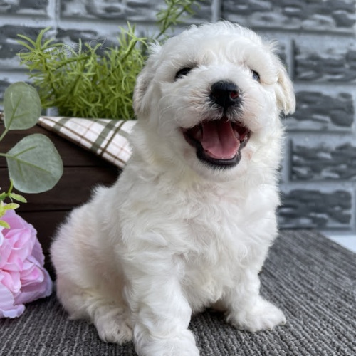 Prod�m o�kovan� a od�erven� �t��ata bi�onka.